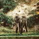 Image for article titled This Guy Raced A Tiny Two-Stroke DKW Surrounded By Lions In Africa